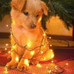 My Cute Little Angel's cover