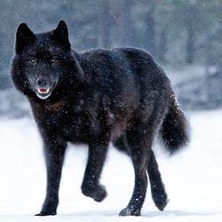 Here we go agin's cover