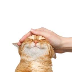 Inspirational Devious 's cover