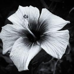 Black and white 's cover