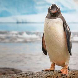 That is bob up there's cover