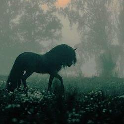 "𝔓𝔯𝔢𝔶" - 𝔙𝔞𝔫𝔦𝔩𝔩𝔞~ℑ𝔯𝔦𝔦𝔰's cover