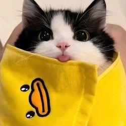 What uppppppp。:+* ゜ ゜゜ *+:。's cover